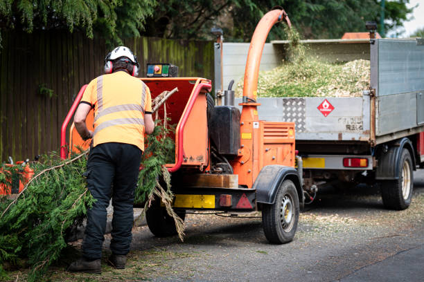 Best Arborist Services Near Me  in Gerald, MO